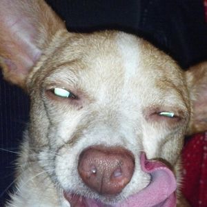 Meet your Posher, Robert